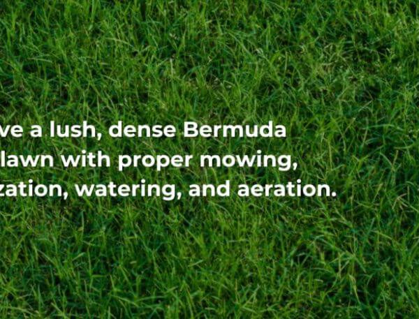 Making Bermuda Grass thicker