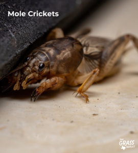 Mole Crickets