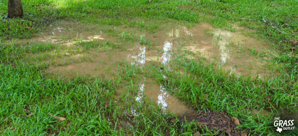 puddle in overwatered lawn