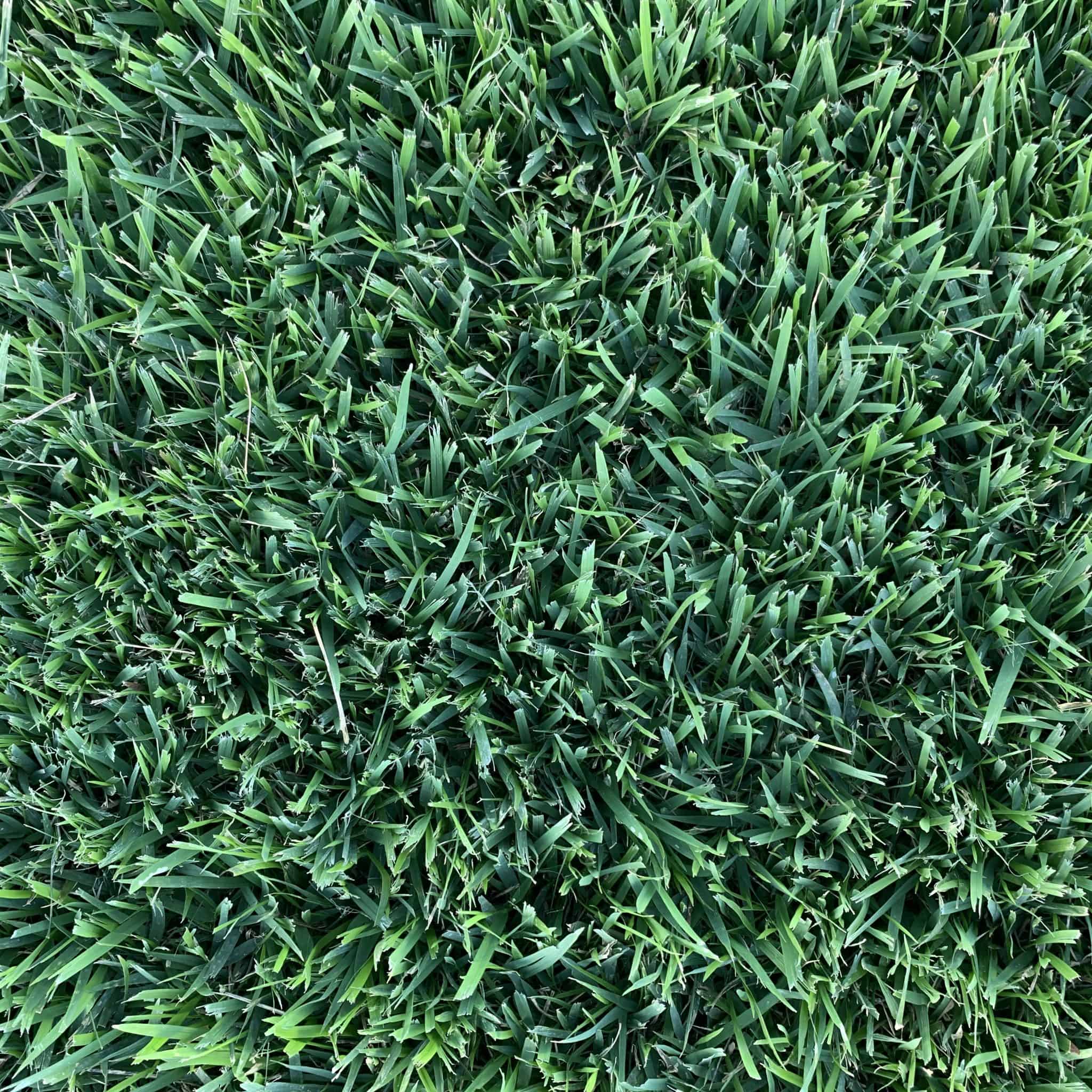 The Grass Outlet