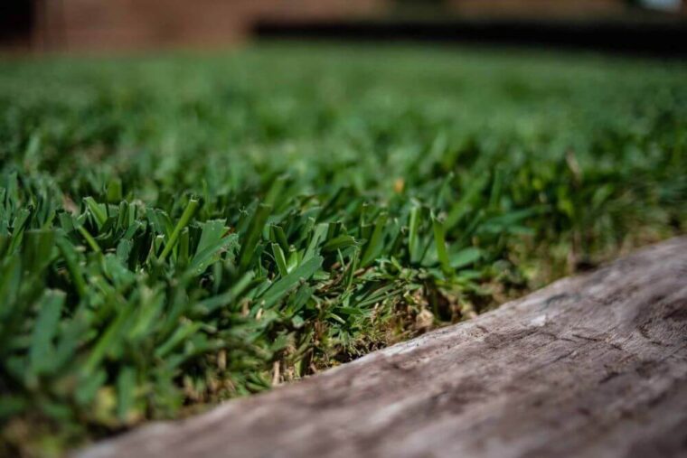 Palmetto Grass Zoomed