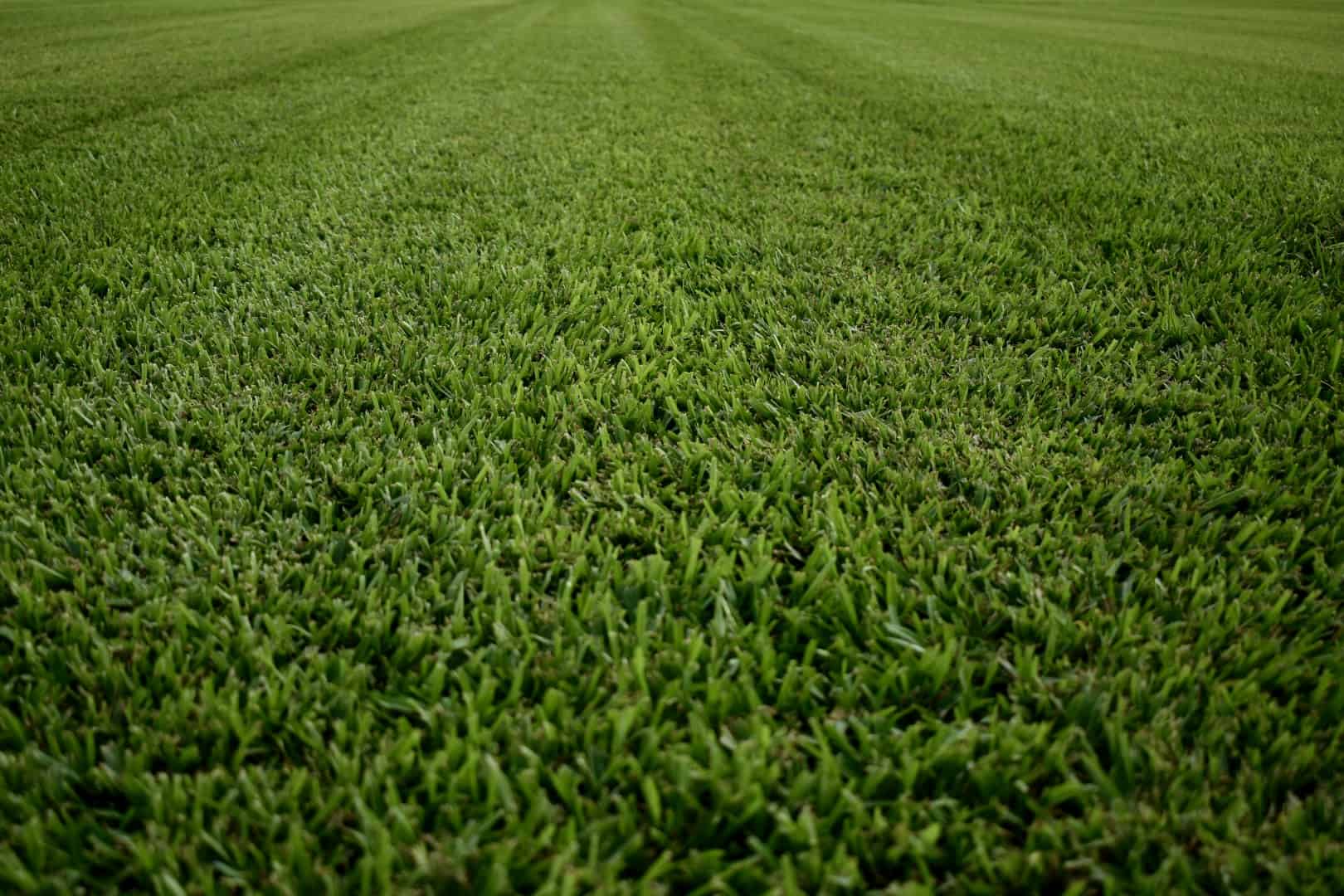 Grass for Sale in New Braunfels - The Grass Outlet