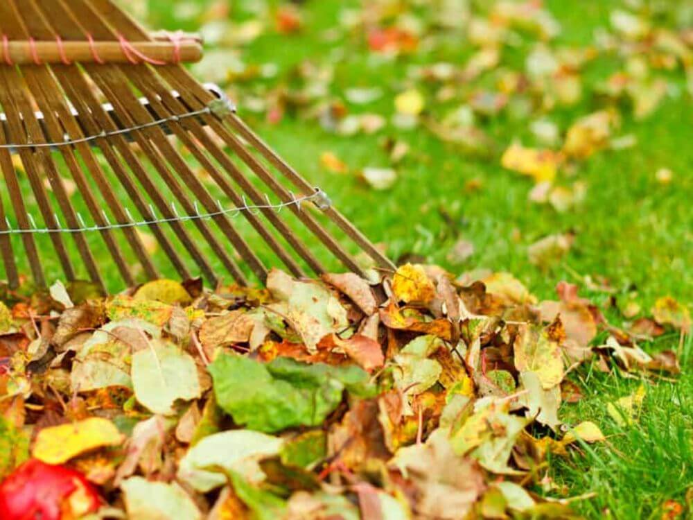 Raked leaves