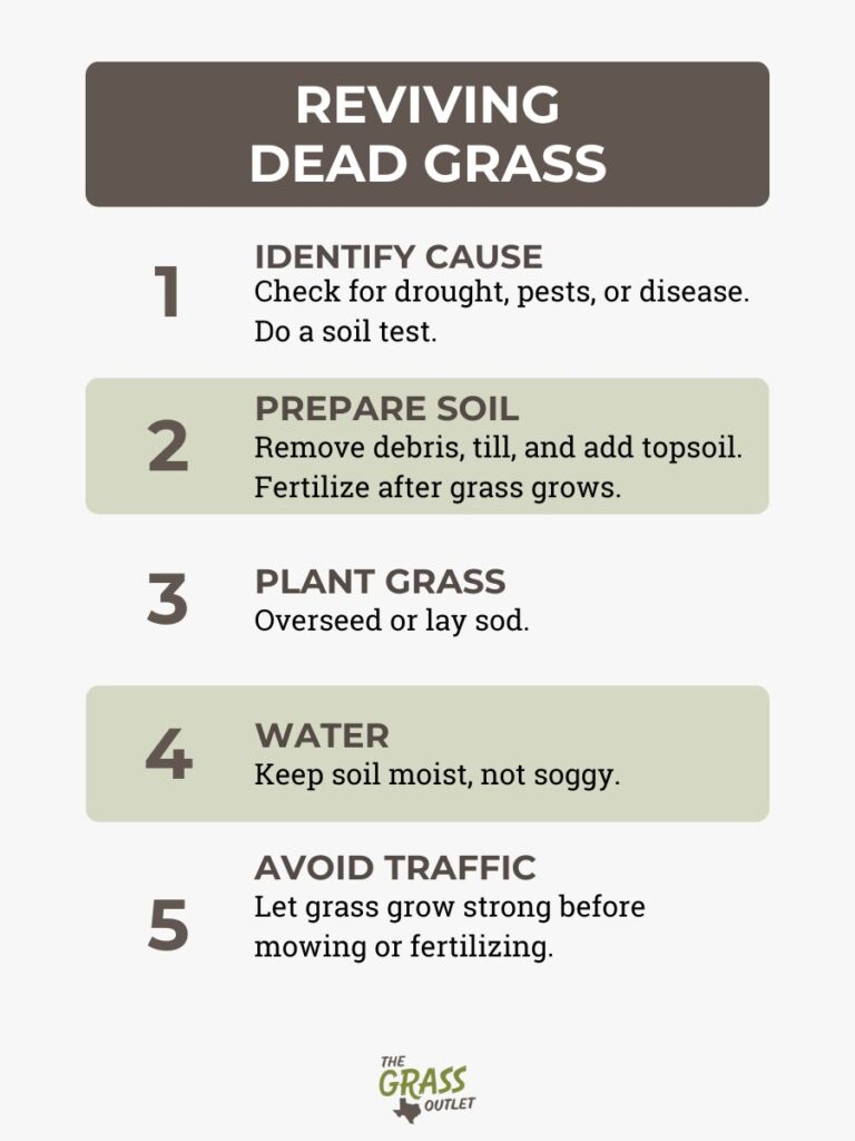 Dormant Grass vs. Dead Grass: How to Tell the Difference