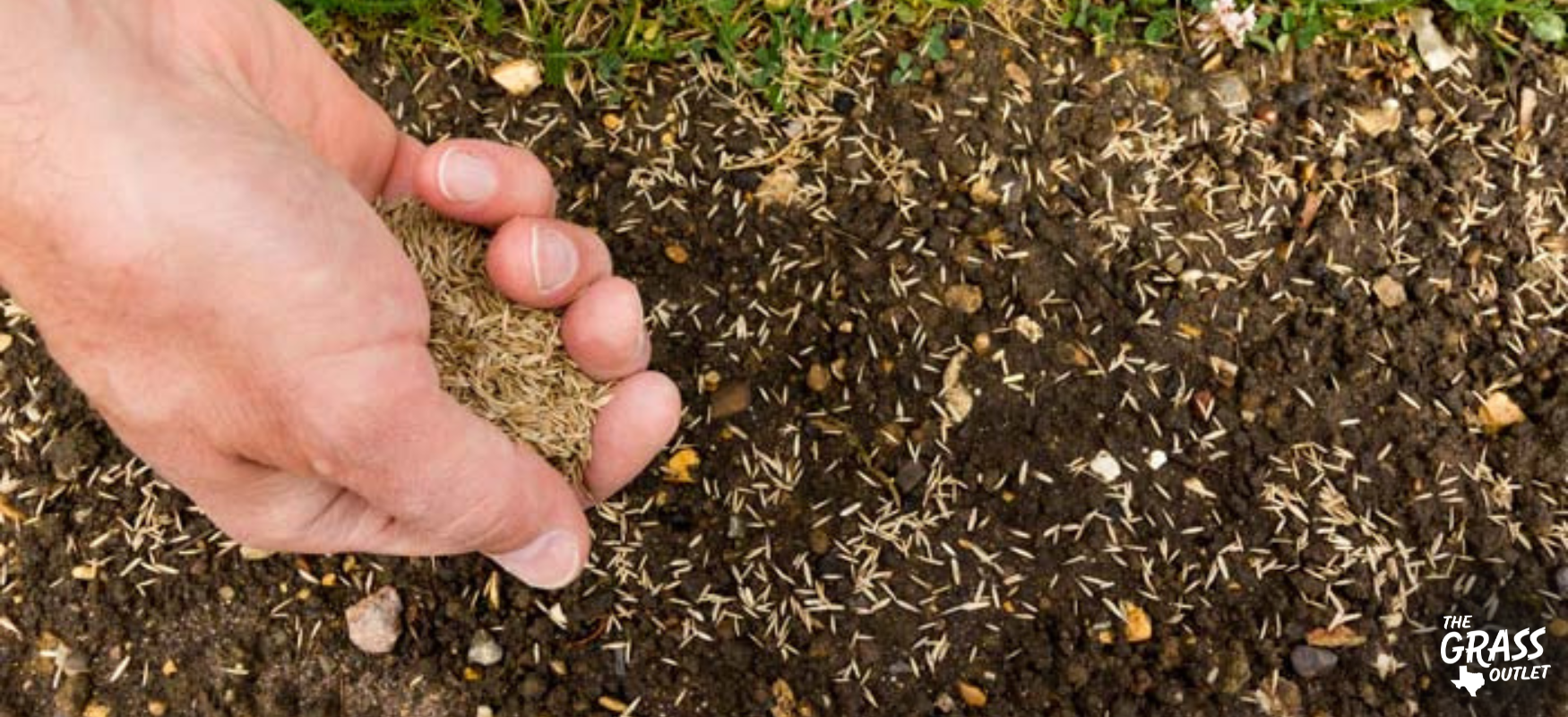 Sod vs Seed