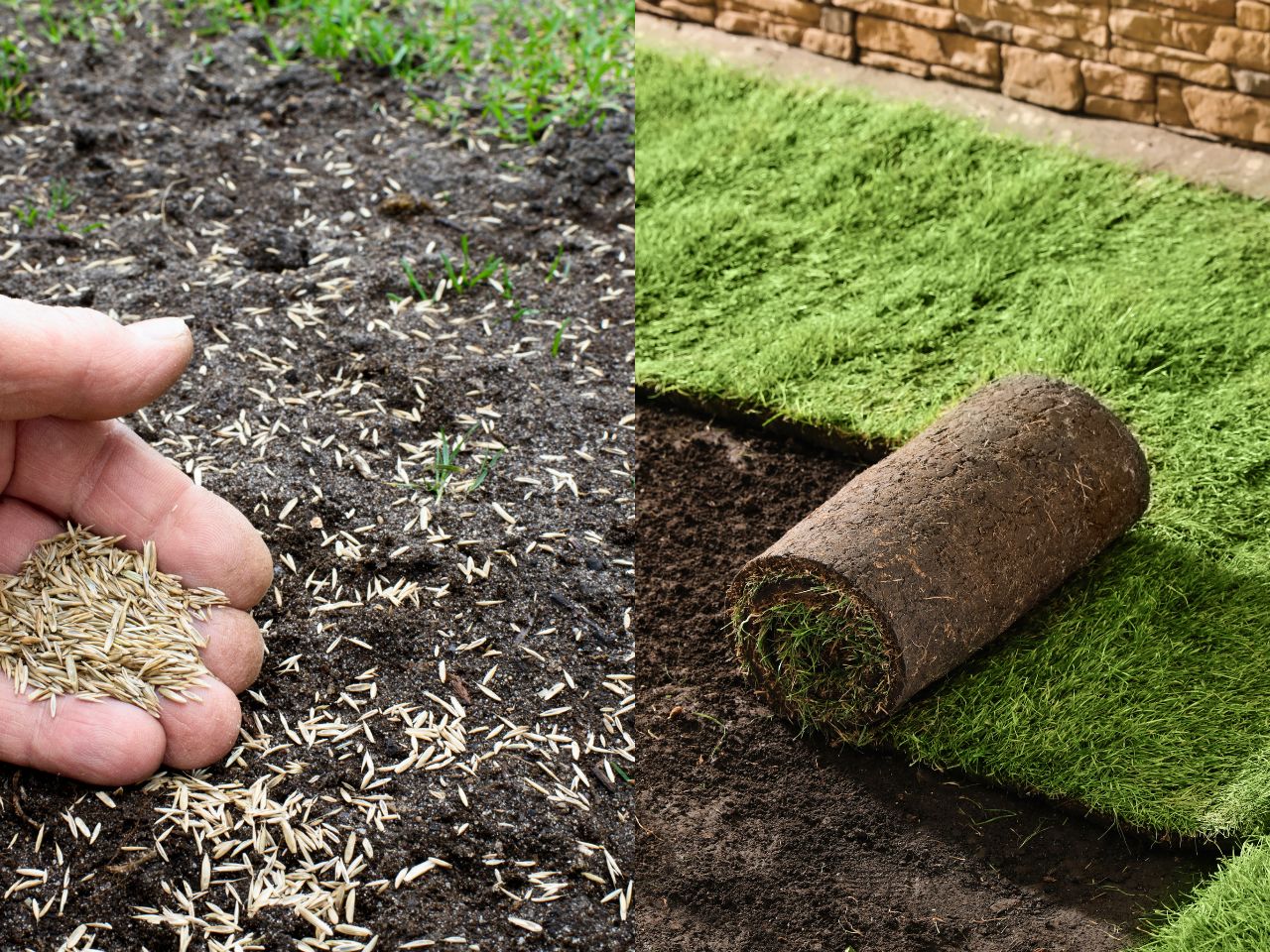 Sod vs Seed