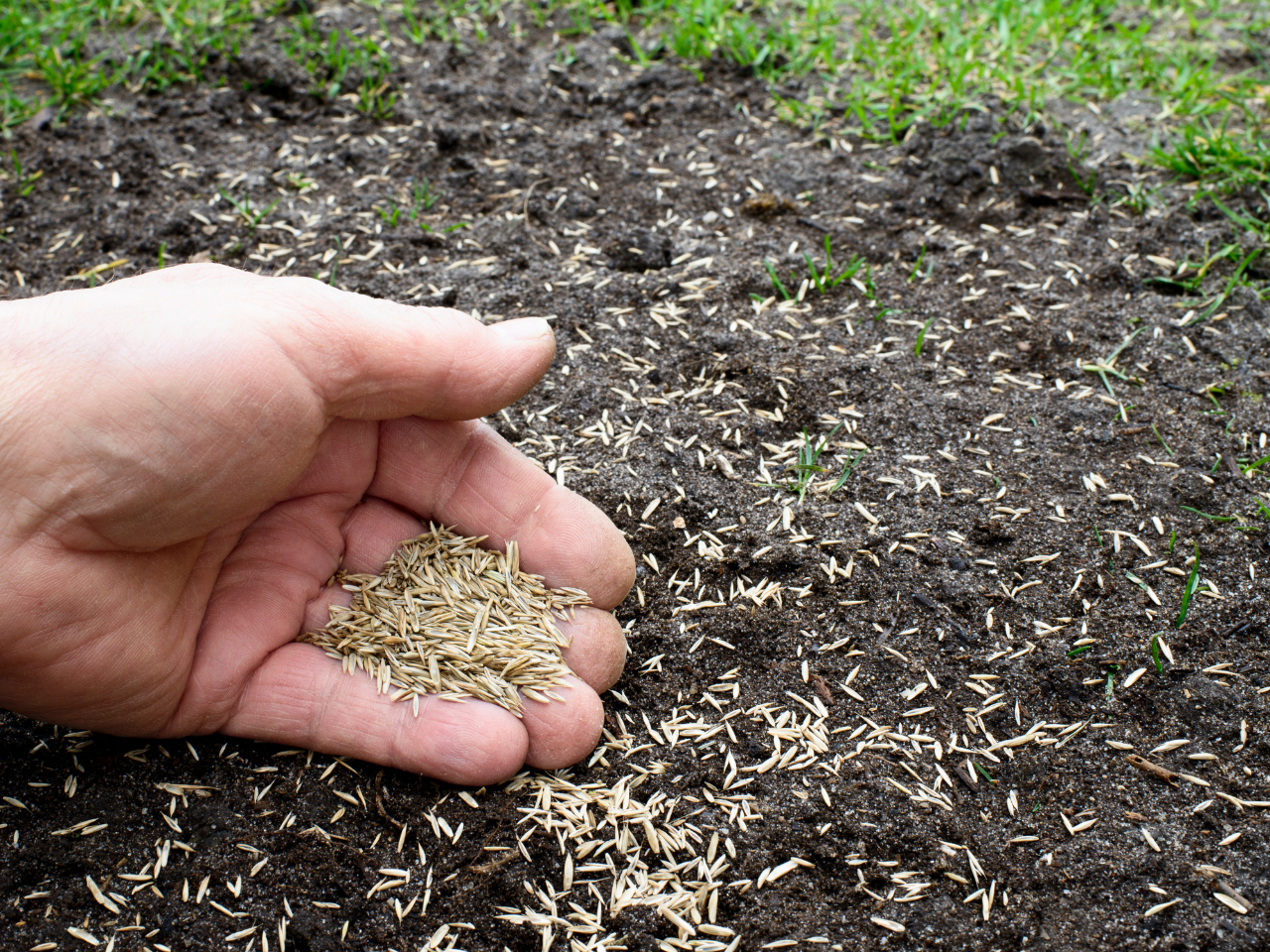 Sod vs Seed