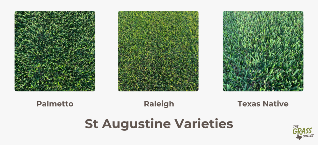 St Augustine Varieties