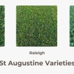 St Augustine Varieties