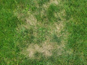 Dollar spot grass