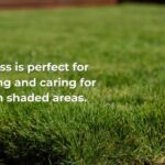 Establishing Zoysia in shaded area