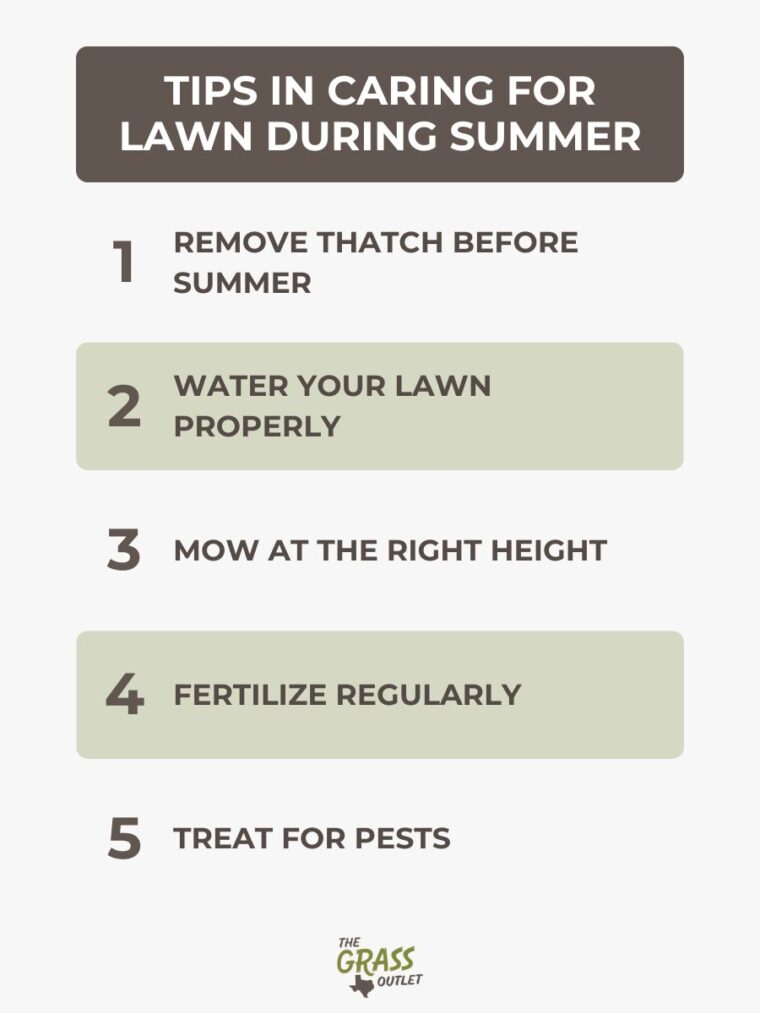 How To Take Care Of The Lawn During The Summer