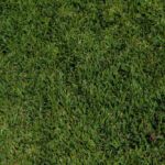 Texas Native St. Augustine Grass Top