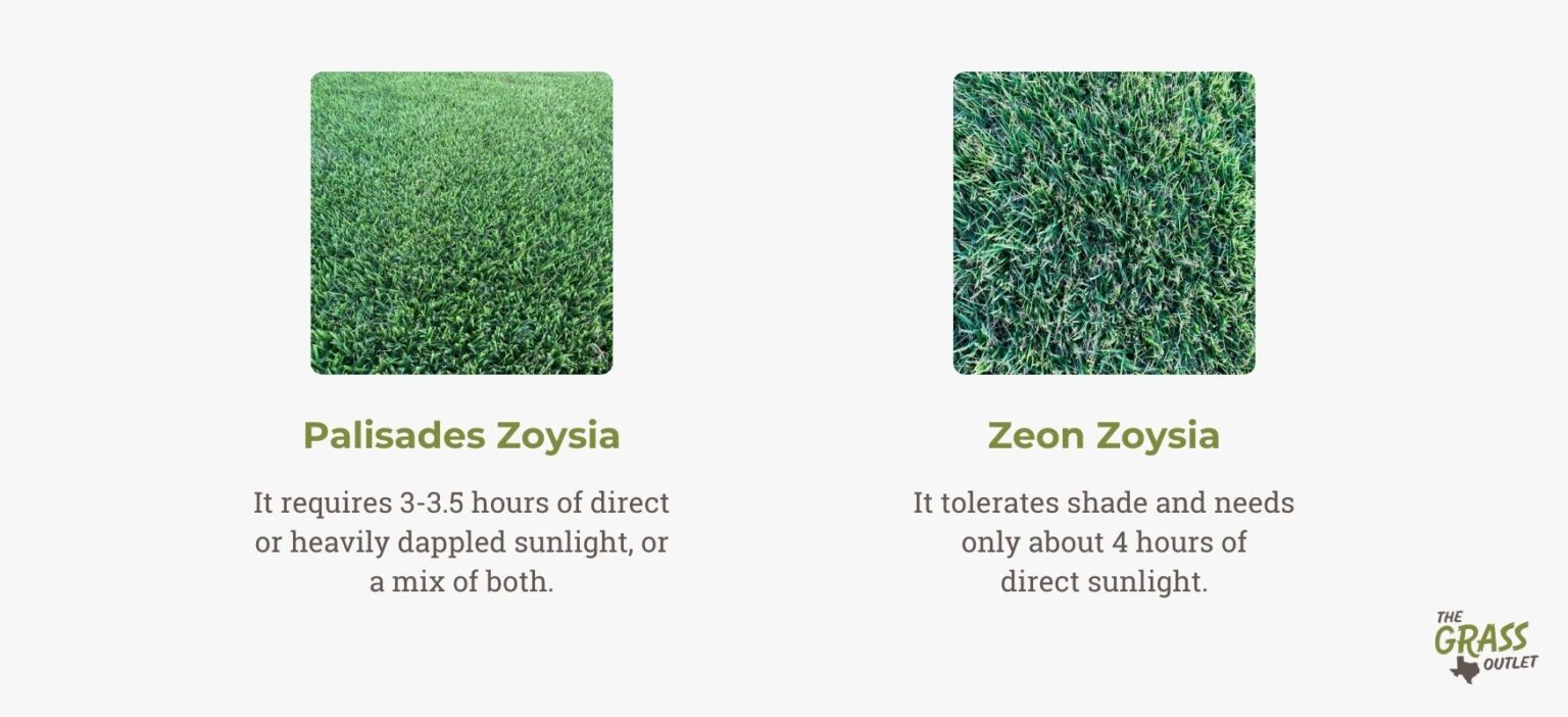 Why Zoysia Grass is Perfect for Shaded Areas | The Grass Outlet