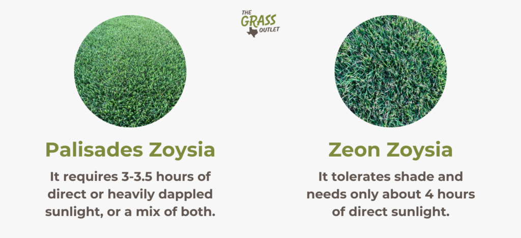 Types of Zoysia Grass for Shade and daily sun needs