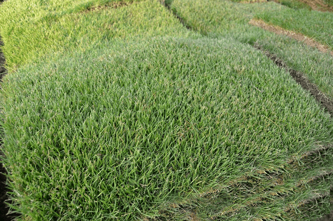 Zeon Zoysia grass sods