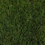 Zeon Zoysia Grass Top View