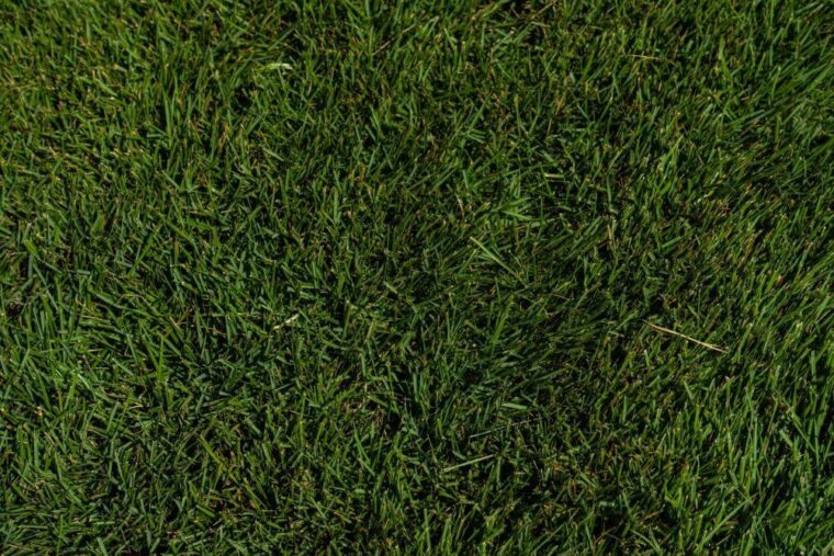 Zeon Color Zeon Zoysia Grass Sod: Soft, Cushion-Like Turf | The Grass Outlet