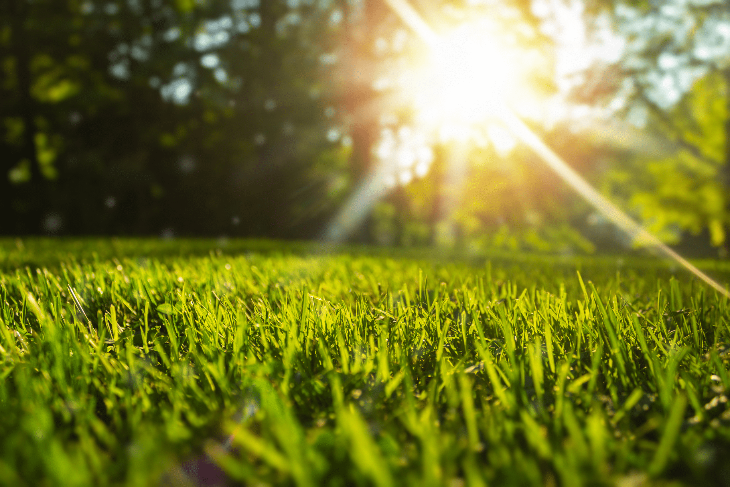 all about pre-emergent herbicides, grass in sunset