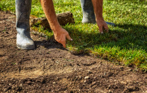 unrolling grass turf rolls