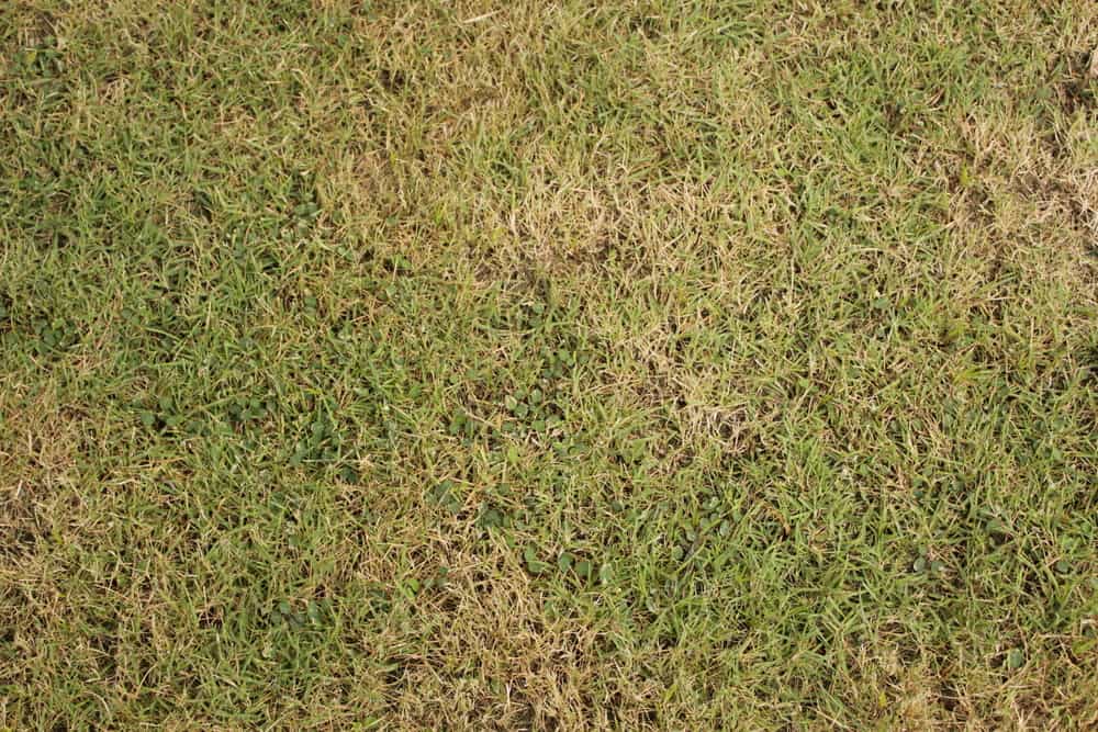 brown grass, ruined lawns, over fertilizing, bugs, pet waste