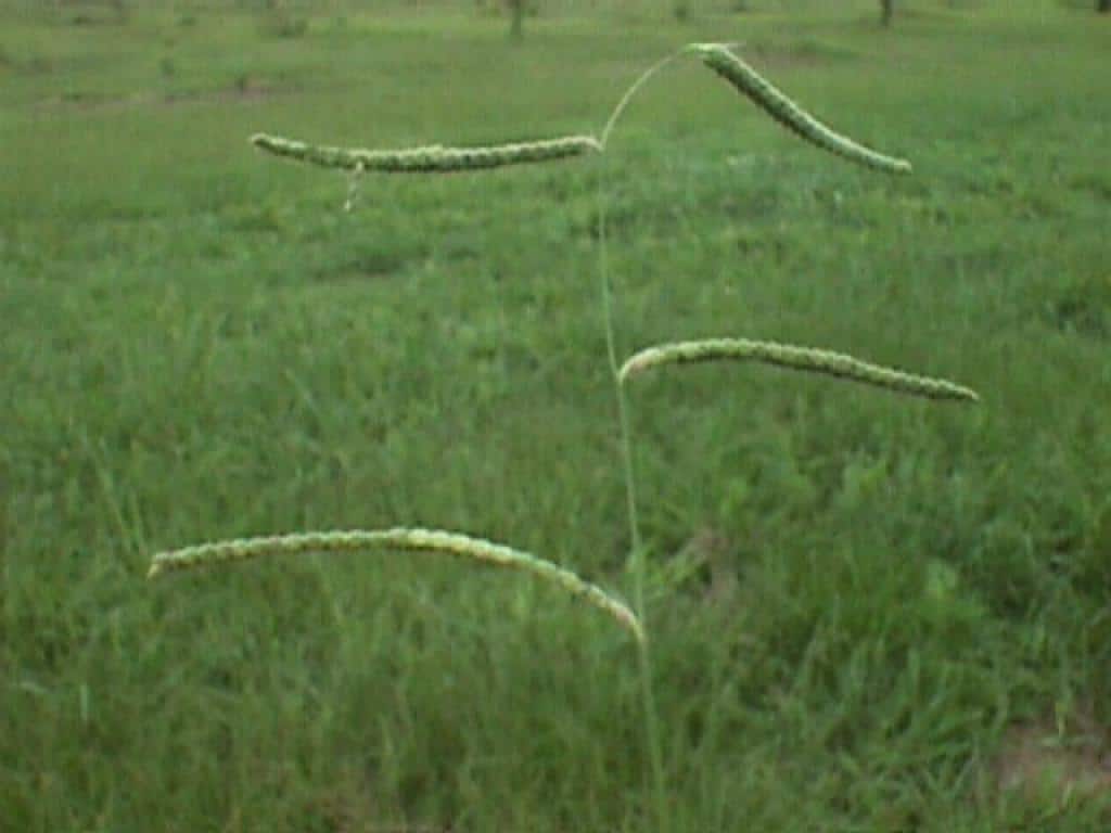 dallisgrass seedhead