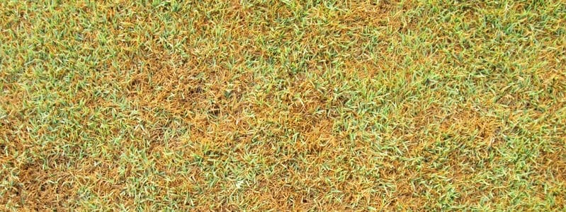 dying grass lawn