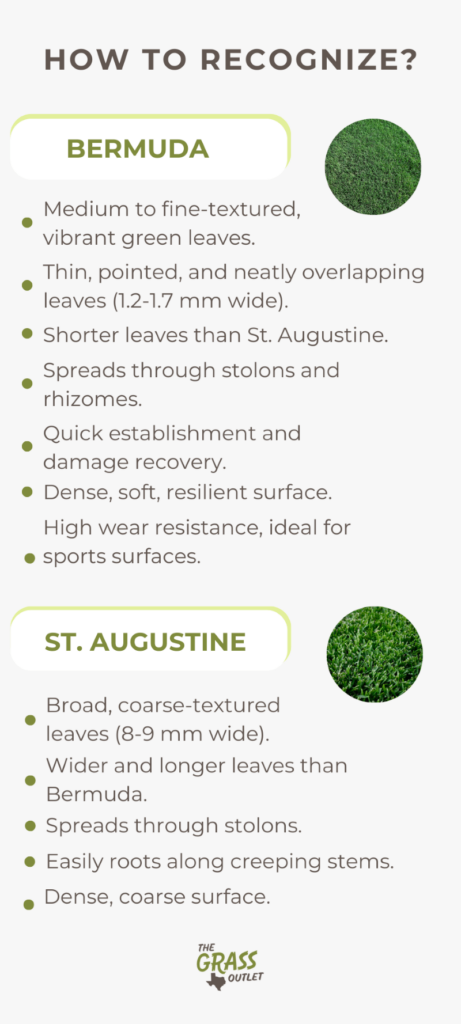 Visual describing how to recognize bermuda and st augustine grass 