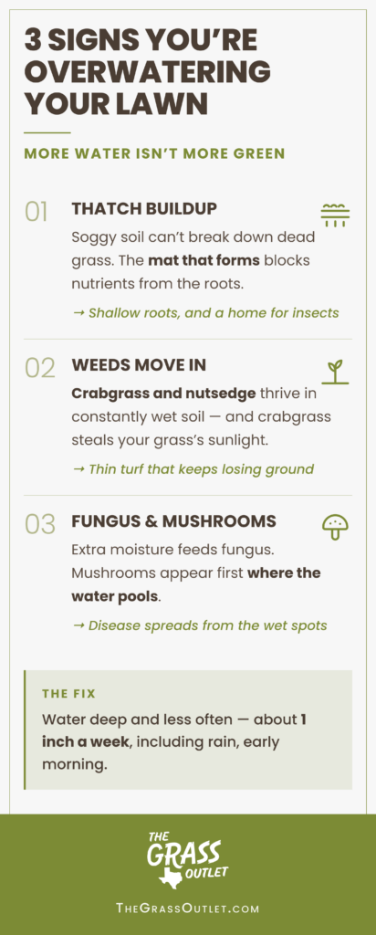Infographic showing three signs of an overwatered lawn — thatch buildup that blocks nutrients, crabgrass and nutsedge in constantly wet soil, and fungus and mushrooms where water pools. The fix is watering deep and less often, about 1 inch a week.