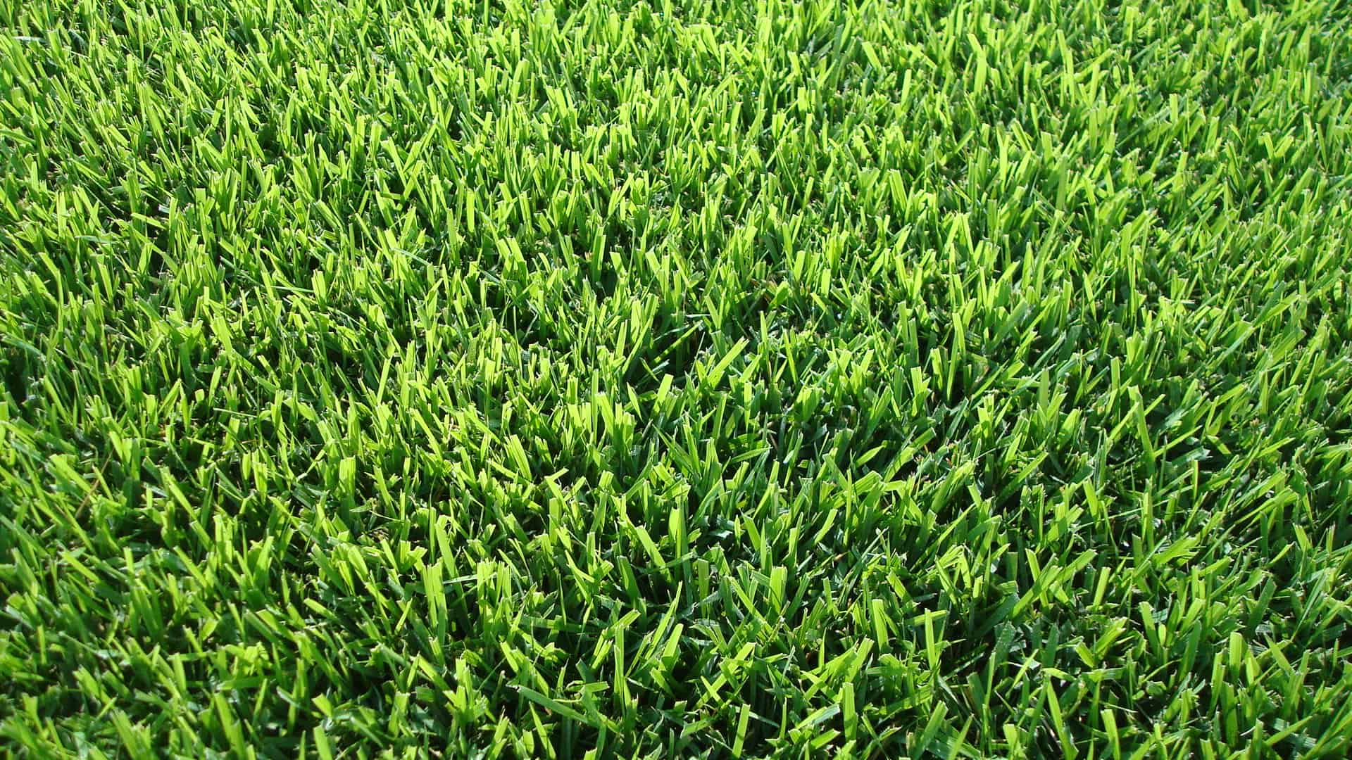 Palisades Zoysia