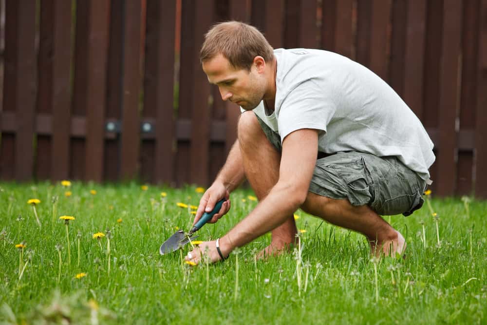 weeds, lawn, grass, lawn care