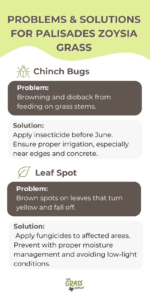 Visual showing common problems and solutions for palisades zoysia grass