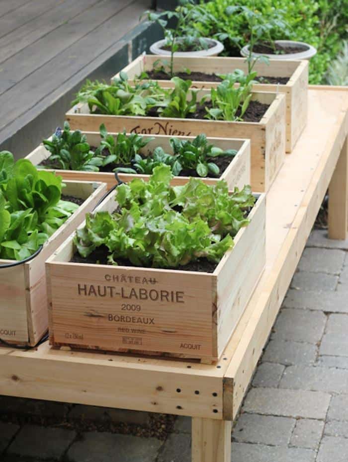 Box garden planted in an old wine box