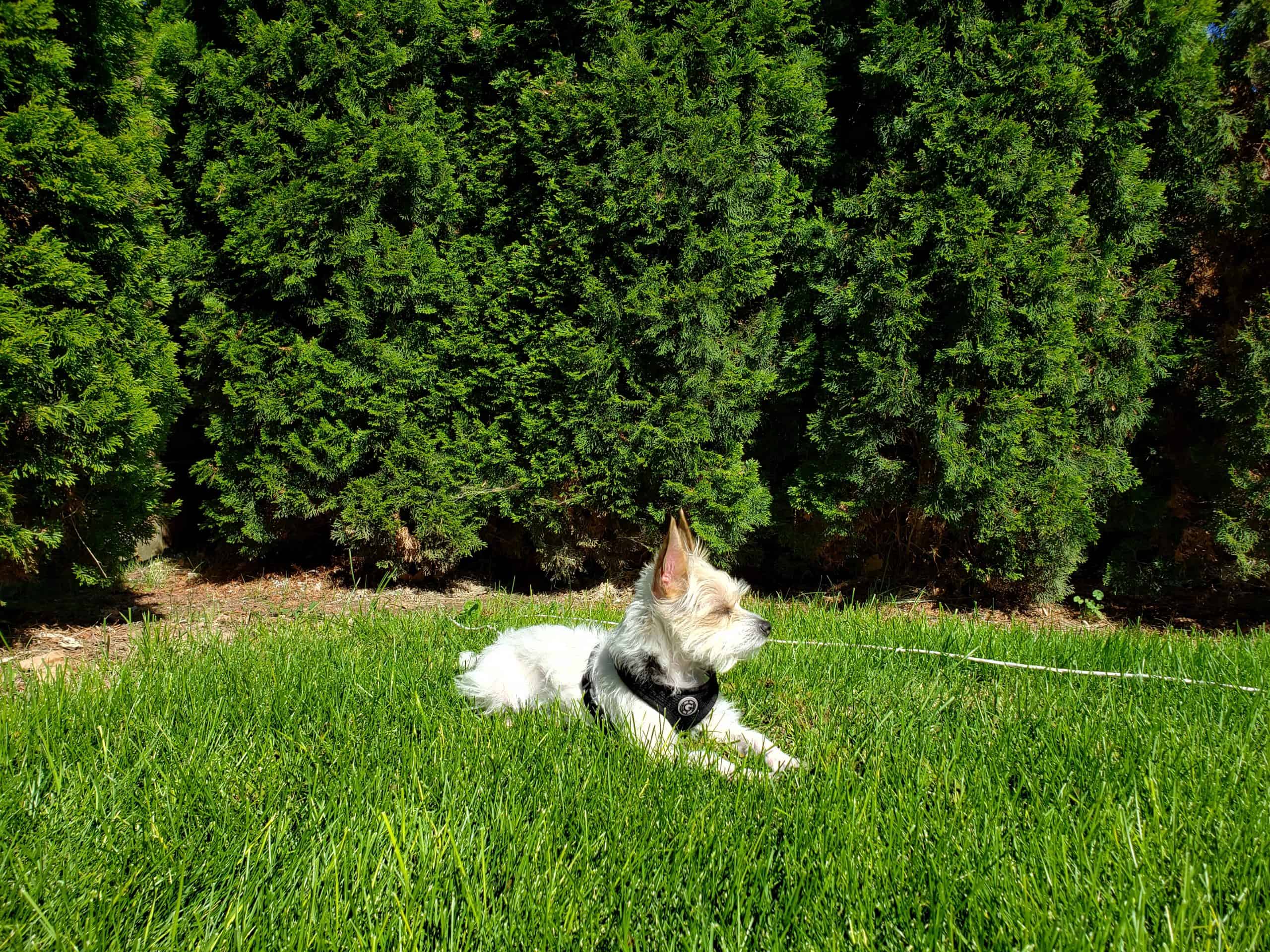 Taking Care of Buffalo Grass, The Grass Outlet