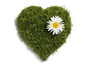 heart of grass