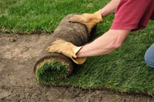 caucasian person unrolling sod