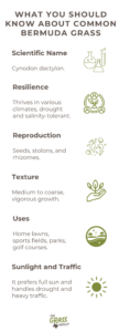 Visual describing the  characteristics of common bermuda grass