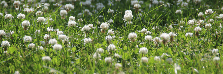 white clovers in lawn